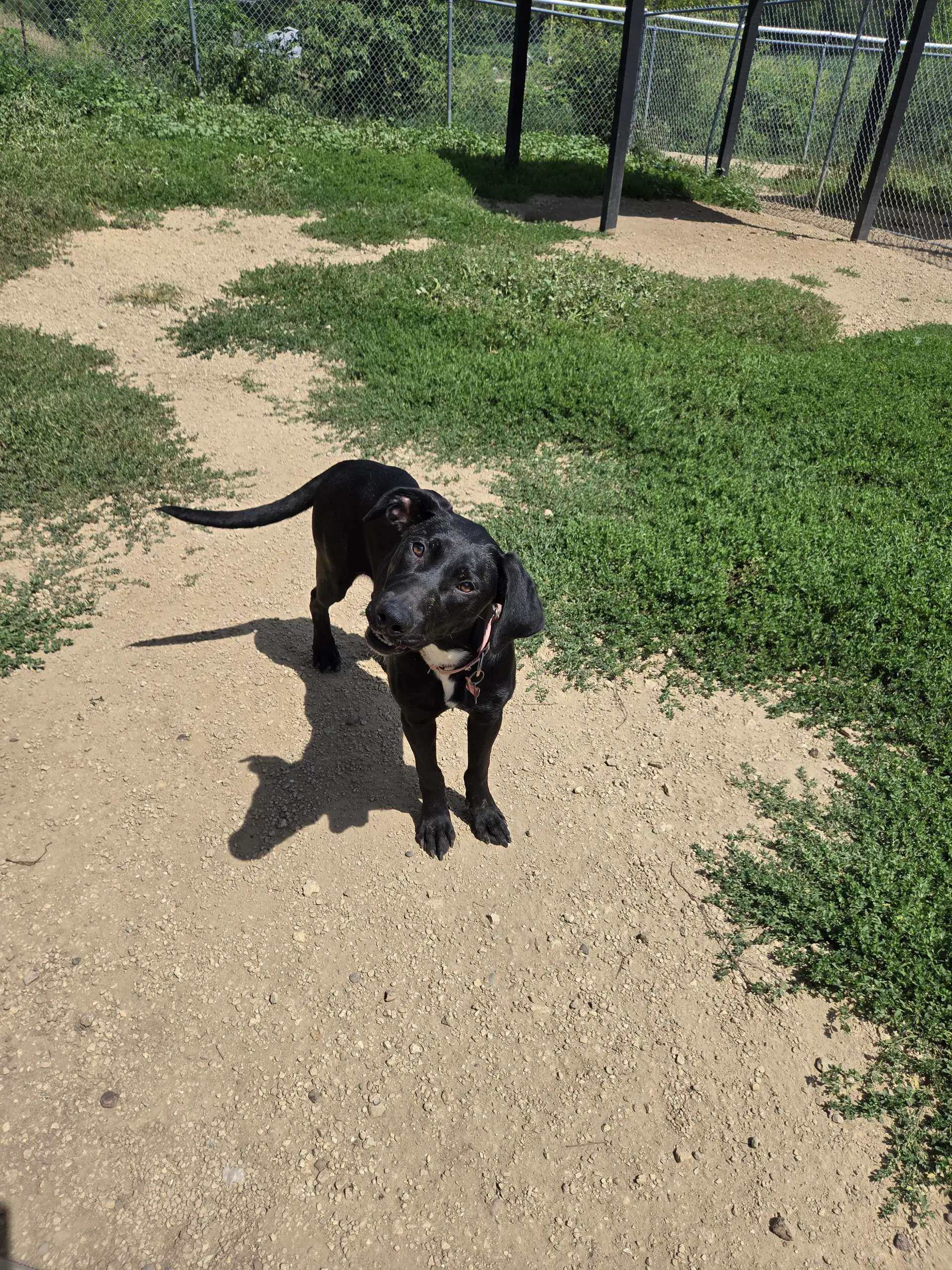 Sharpie - Black Labrador Retriever