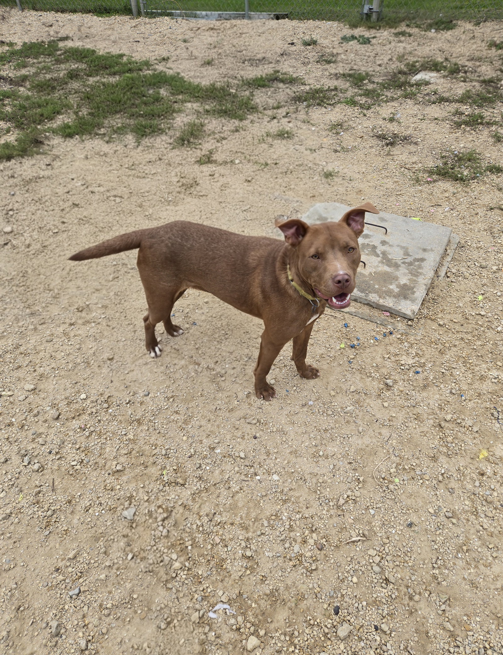 Toffee, Mixed Breed