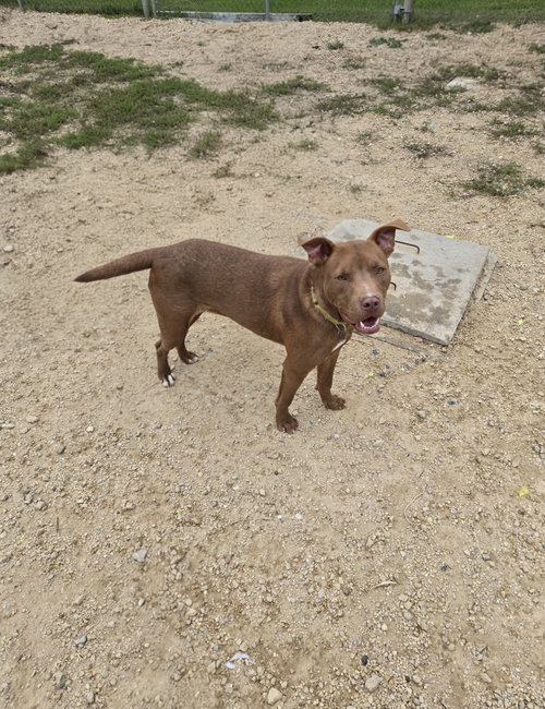 Toffee, a dog for adoption from Jackson County Humane Society