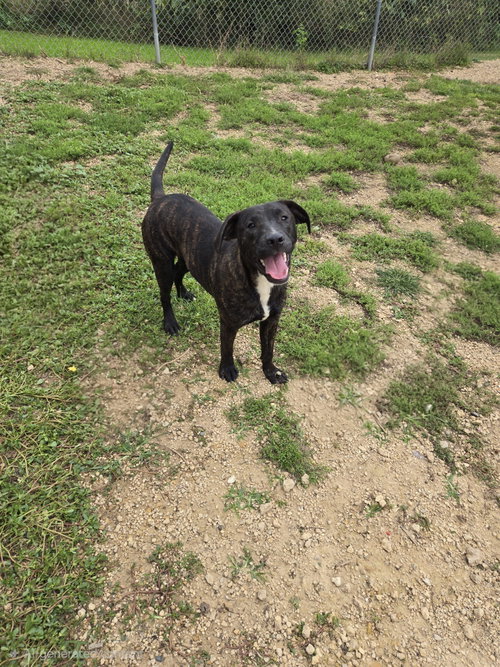 Manwich, a dog for adoption from Jackson County Humane Society