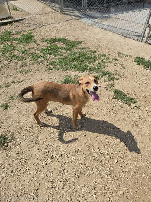 Janet, a dog for adoption from Jackson County Humane Society