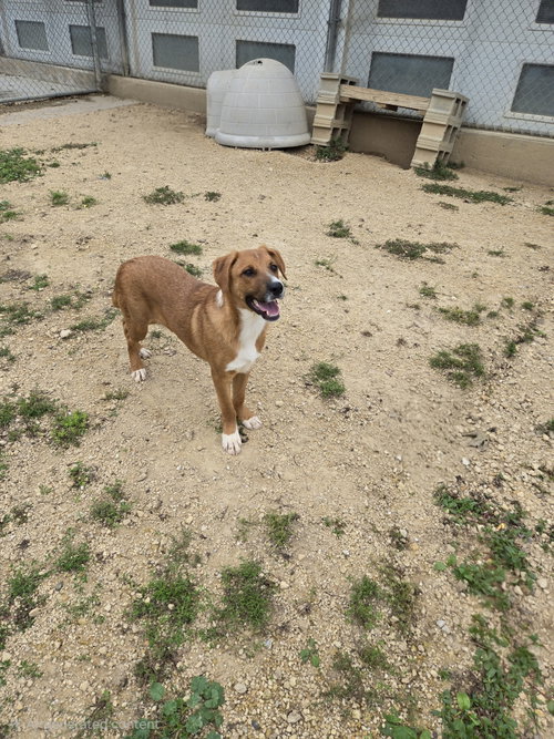 Jack, a dog for adoption from Jackson County Humane Society