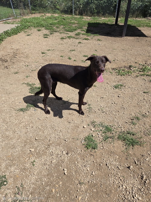 Daisy, a dog for adoption from Jackson County Humane Society
