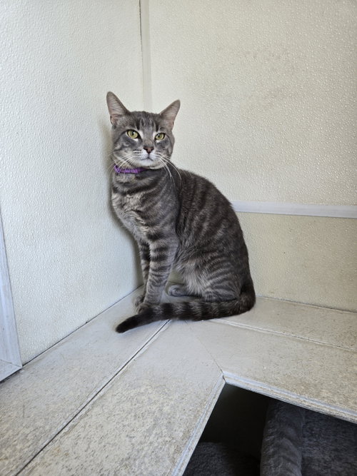 picture of the cat needing adoption