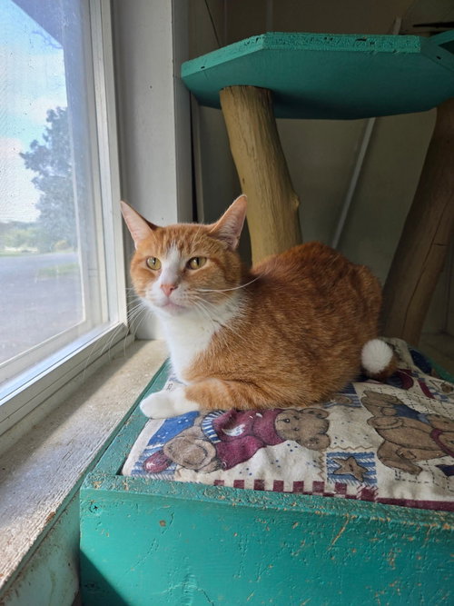 picture of the cat needing adoption