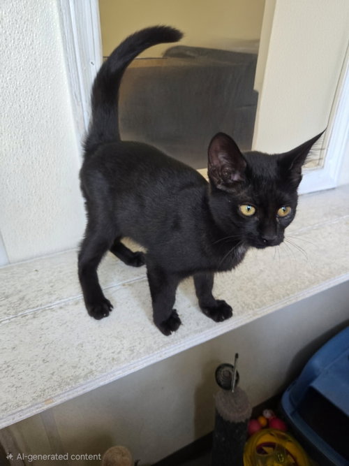 picture of the cat needing adoption