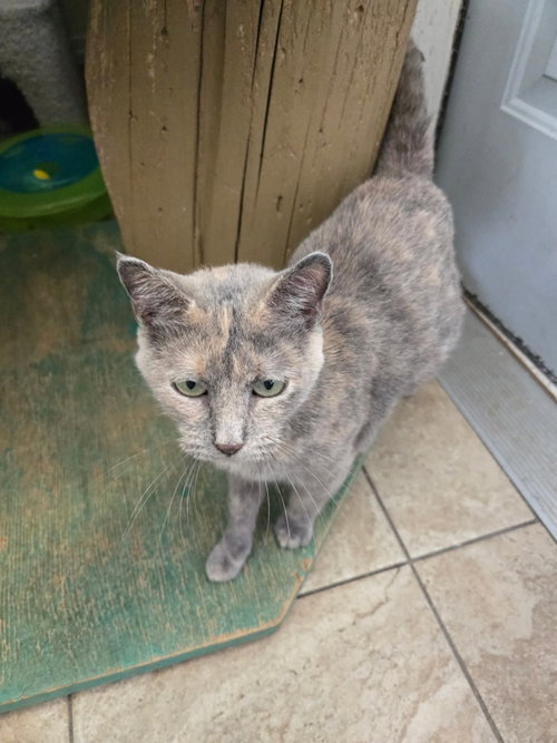 picture of the cat needing adoption