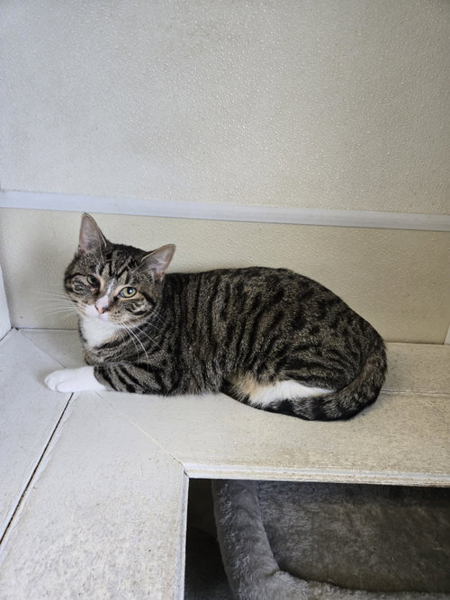 picture of the cat needing adoption