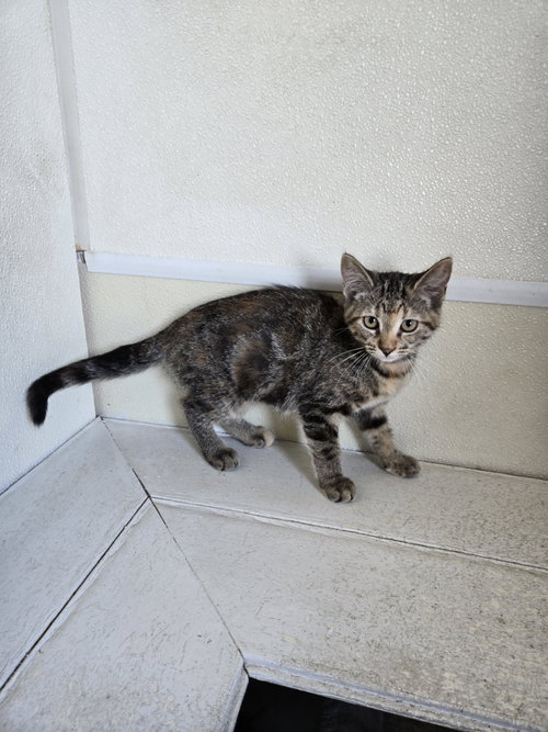 picture of the cat needing adoption
