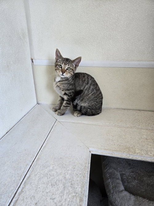 picture of the cat needing adoption