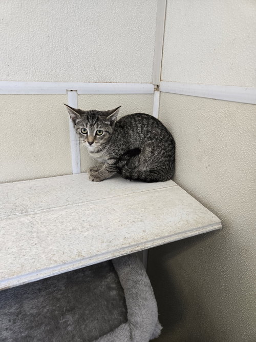 picture of the cat needing adoption