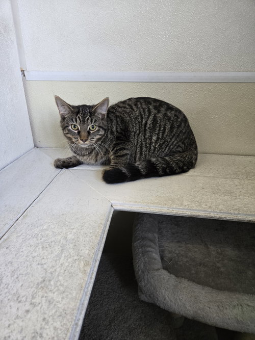 Maverick, a cat for adoption from Jackson County Humane Society