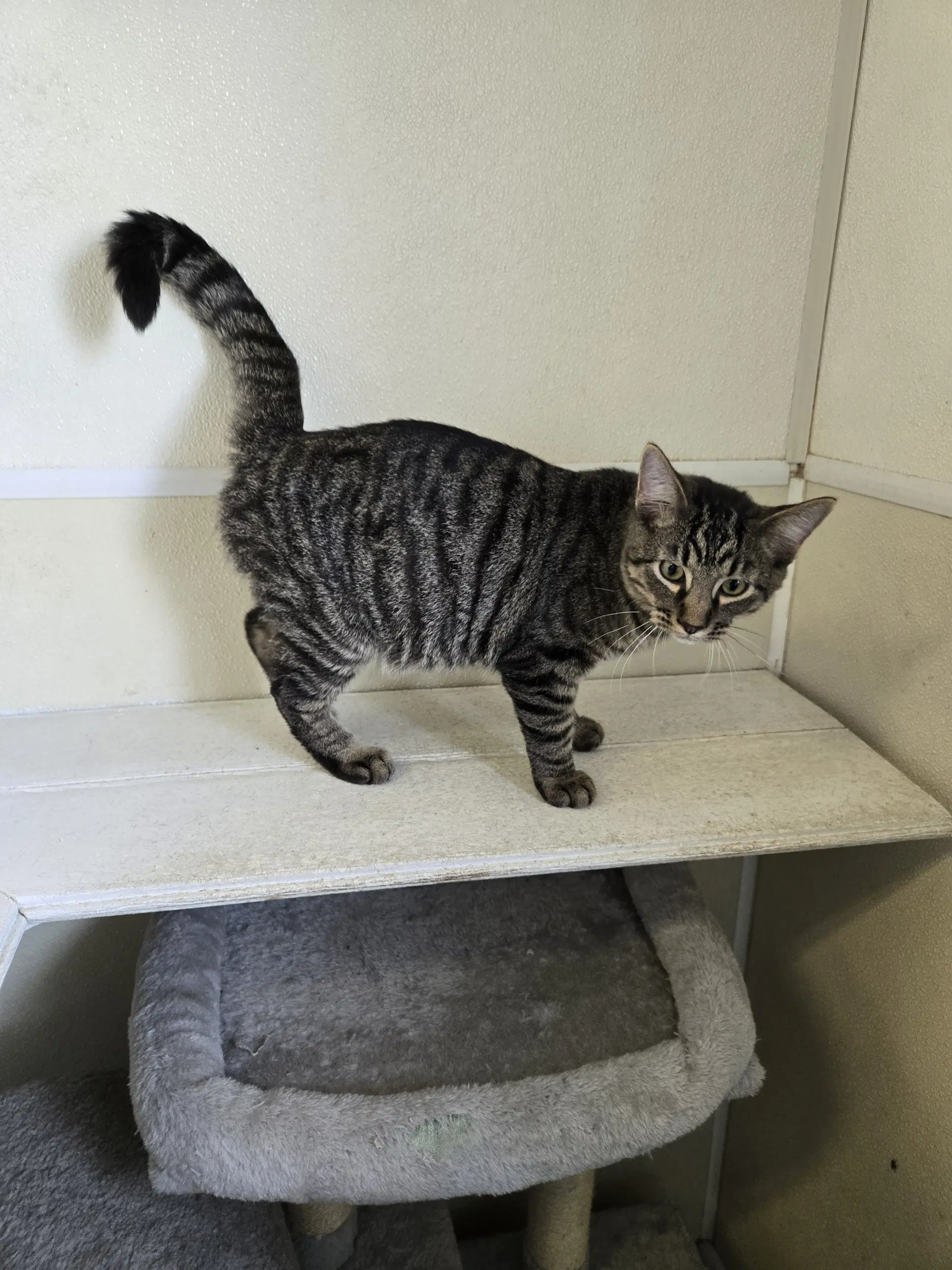 Goose - Tabby