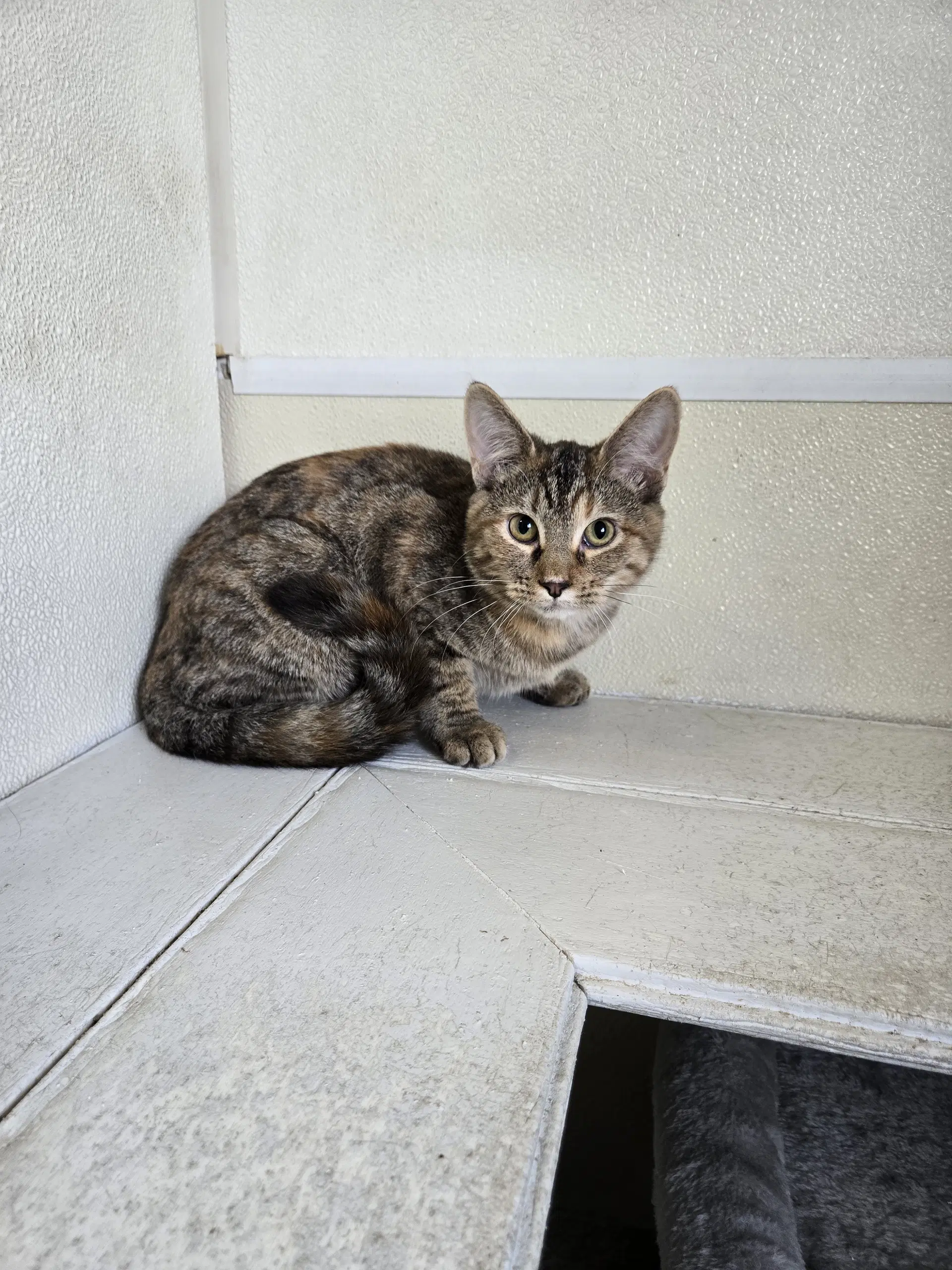 Allie - Calico