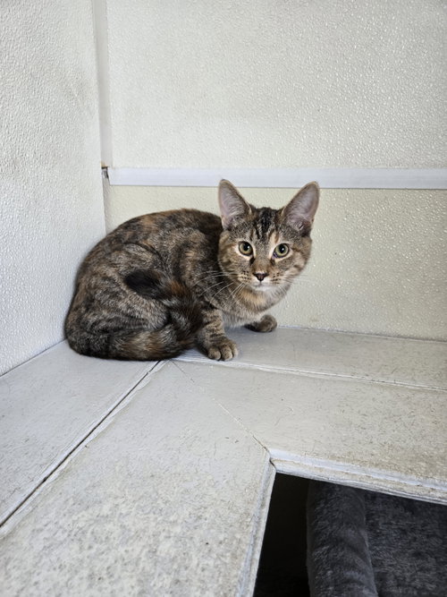 Allie, a cat for adoption from Jackson County Humane Society