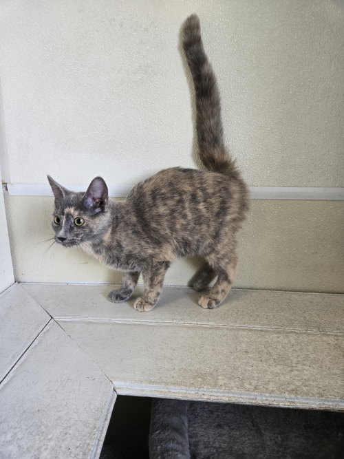 Nellie, a cat for adoption from Jackson County Humane Society