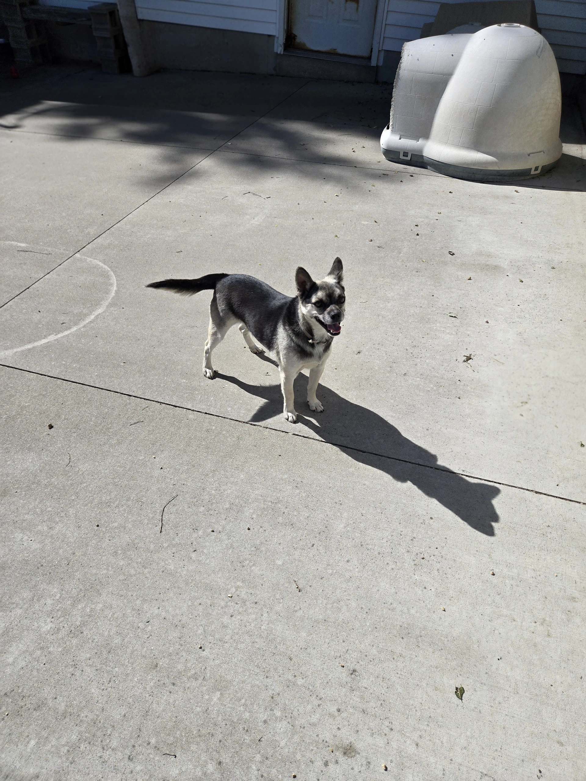 Buster