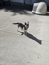 Buster — Maquoketa, IA Adoption