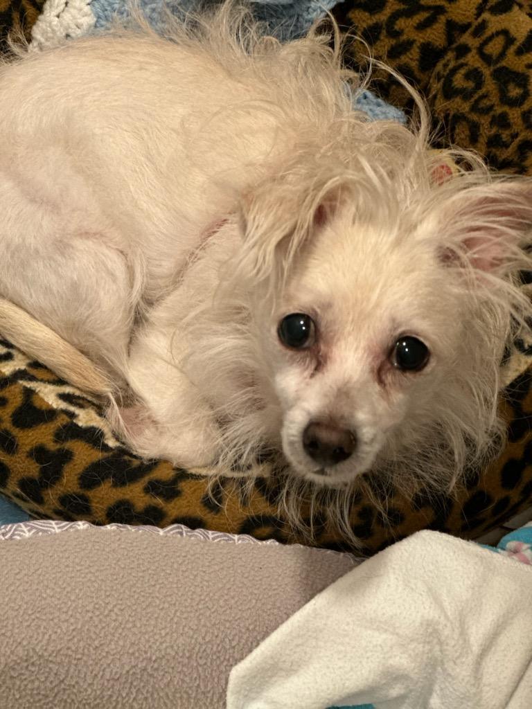 Maltese