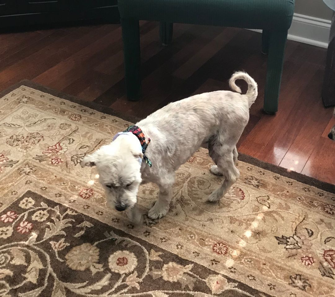 Maltese