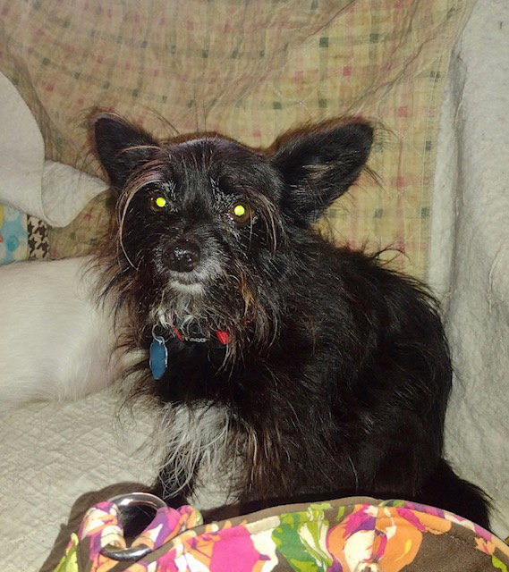 Terrier