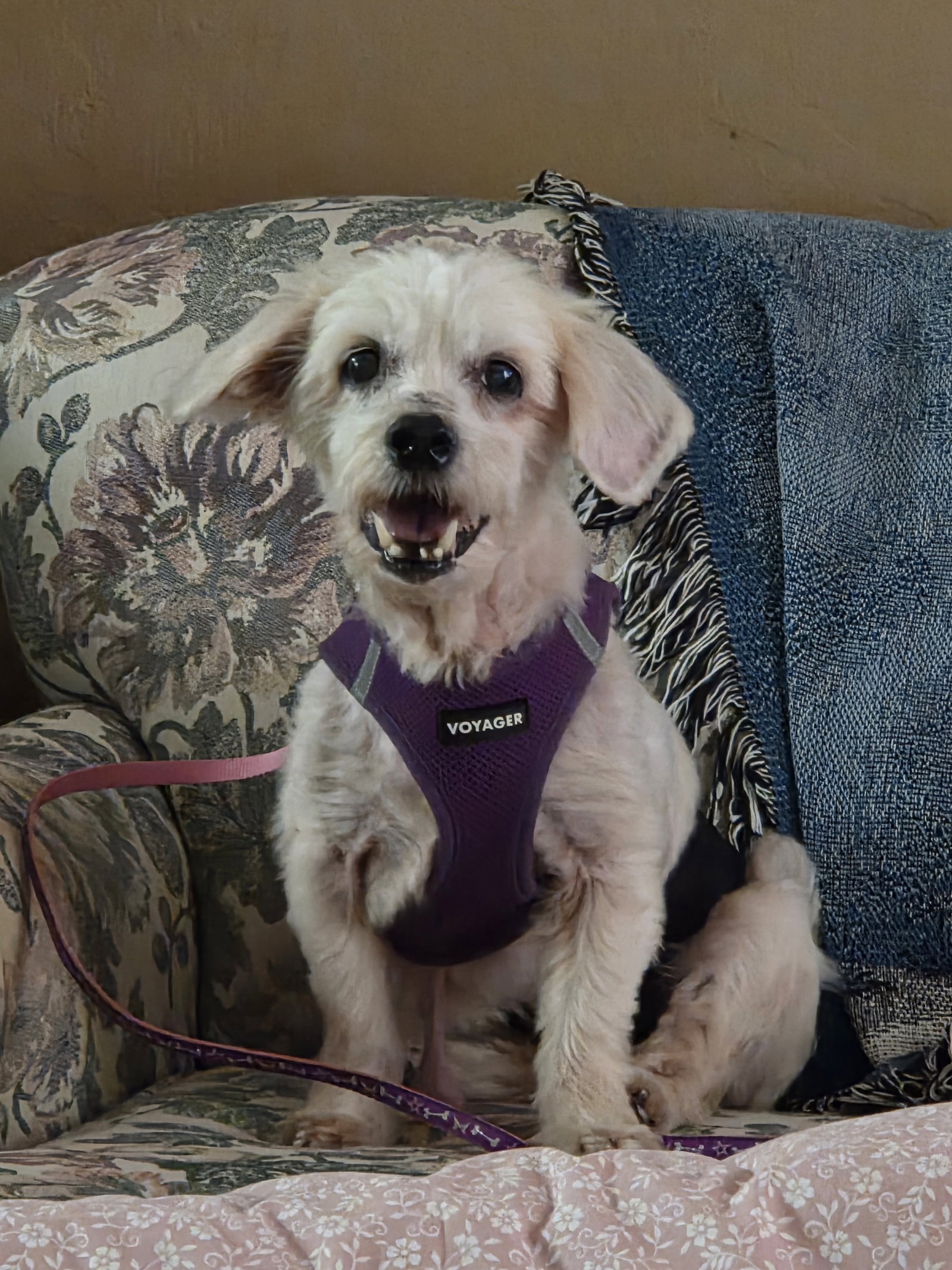 Maltese