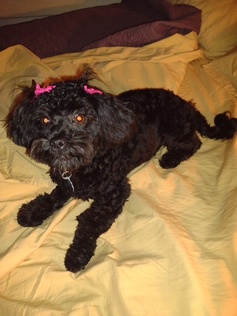 Shih Tzu