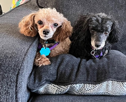 Emmie Lou & Chili (IN), an adoptable Poodle in Chattanooga, TN