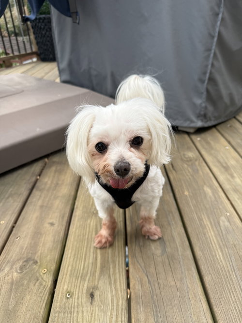 Missy Zelda (FL), an adoptable Maltese in Chattanooga, TN