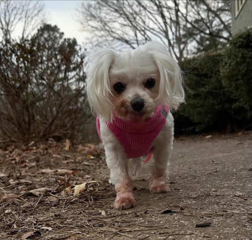 Missy Zelda (FL), photo 3