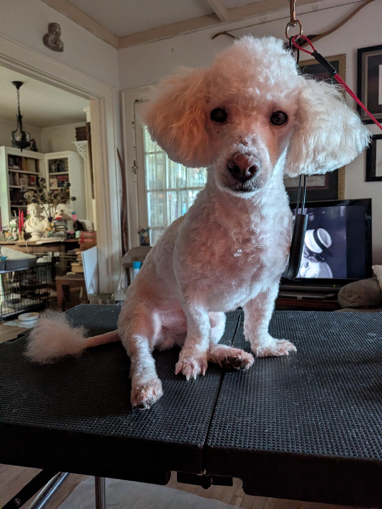 Jimmy (TN), Poodle (unknown type)