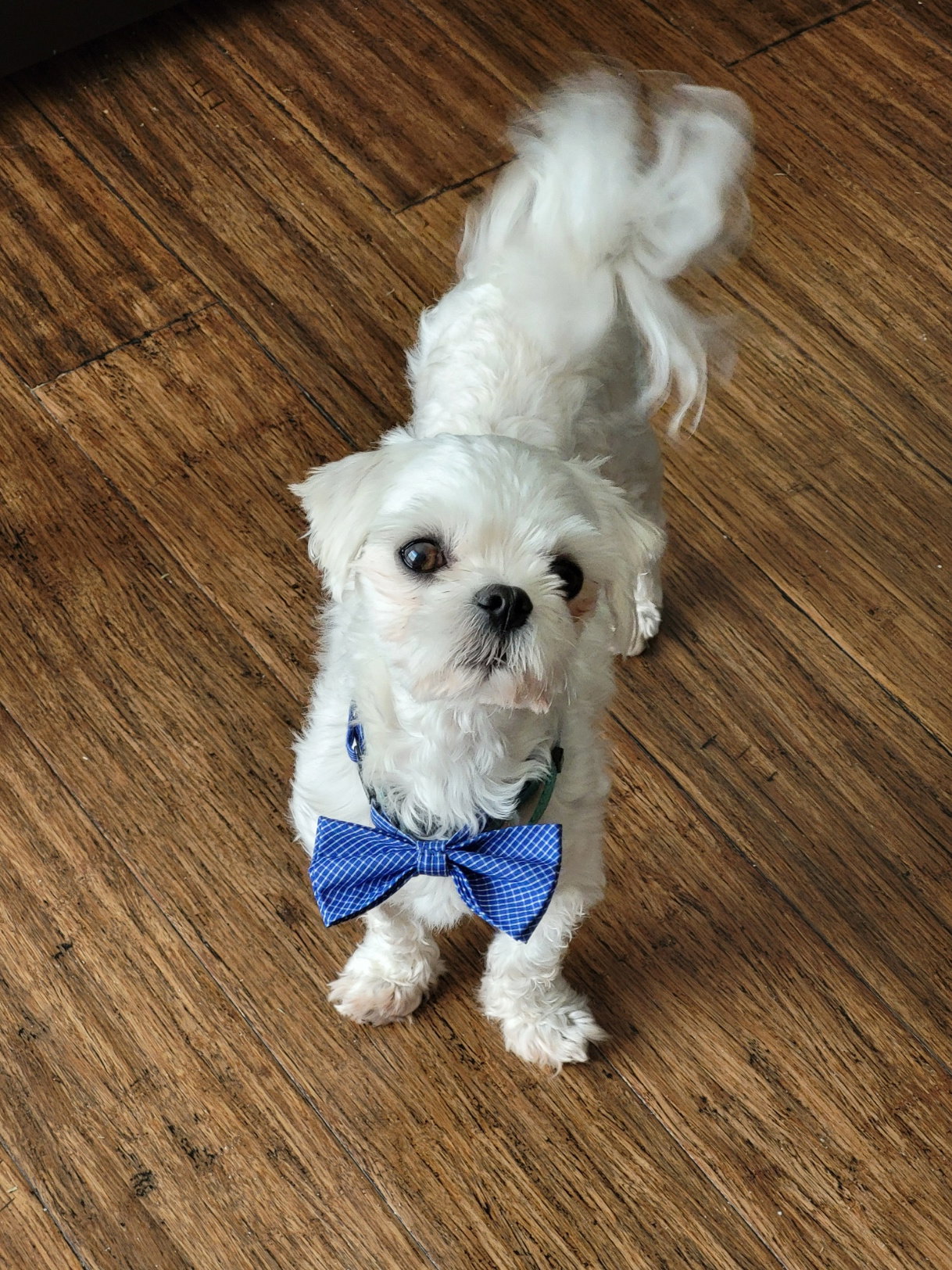 Rocket (SC), Maltese