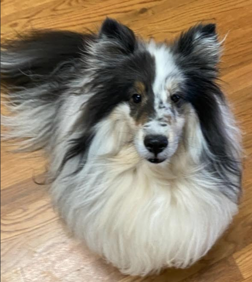 Single dog coming soon
