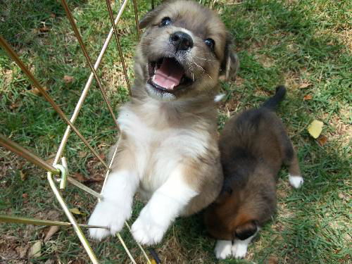 Sheltie Mix Puppies -Summer 2013