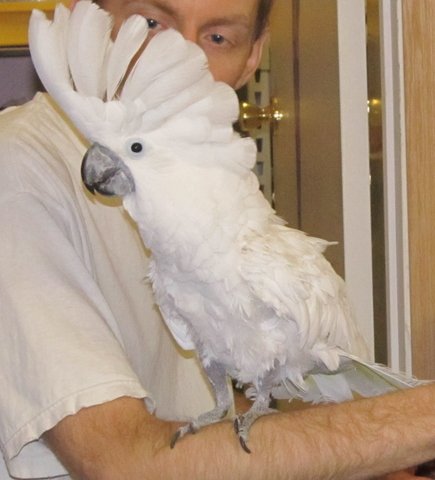 adoptable Bird in Edgerton, WI named Precious
