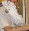 adoptable Bird in edgerton, WI named Precious