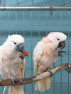 adoptable Bird in , WI named Cleo & Garcia