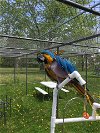 adoptable Bird in , WI named Charlie