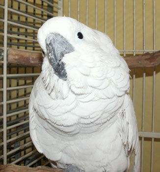 adoptable Bird in Edgerton, WI named Gabby