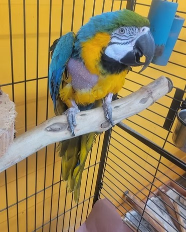 adoptable Bird in Edgerton, WI named Indigo Birdie