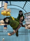 adoptable Bird in Edgerton, WI named George & Max