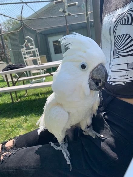 adoptable Bird in Edgerton, WI named Paco