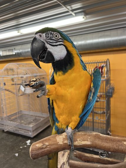 adoptable Bird in Edgerton, WI named Lucy