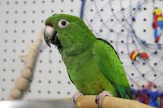 adoptable Bird in Edgerton, WI named Frankie