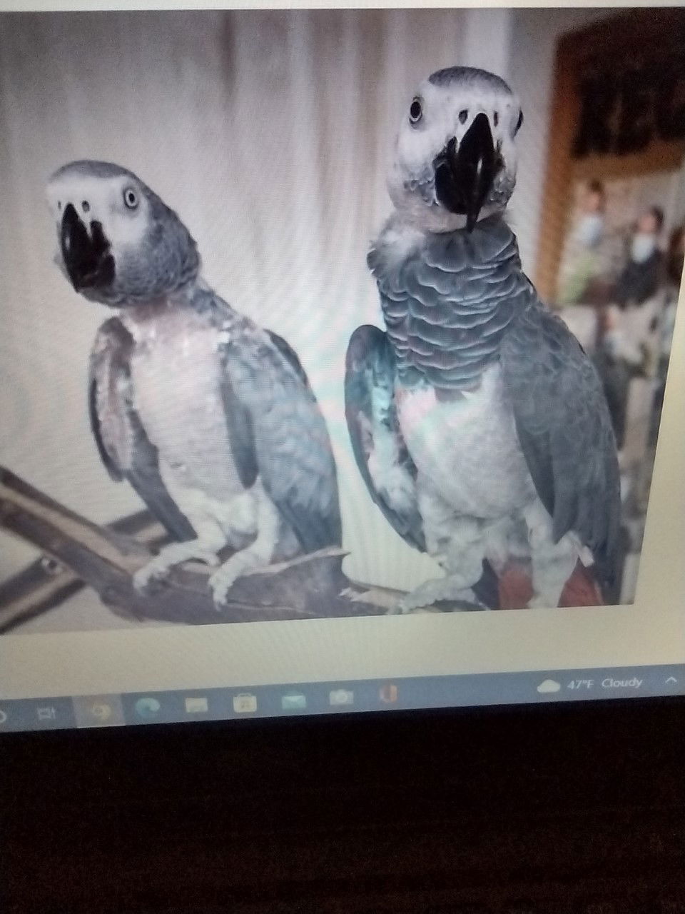 adoptable Bird in Edgerton, WI named Bill & Betty