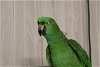adoptable Bird in edgerton, WI named Reggie