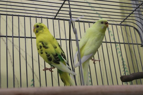 adoptable Bird in Edgerton, WI named Tango & Lily