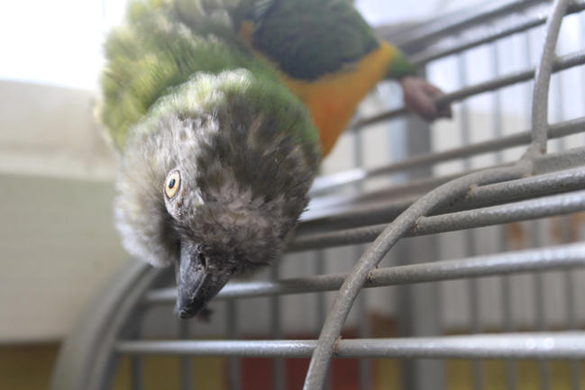adoptable Bird in Edgerton, WI named City