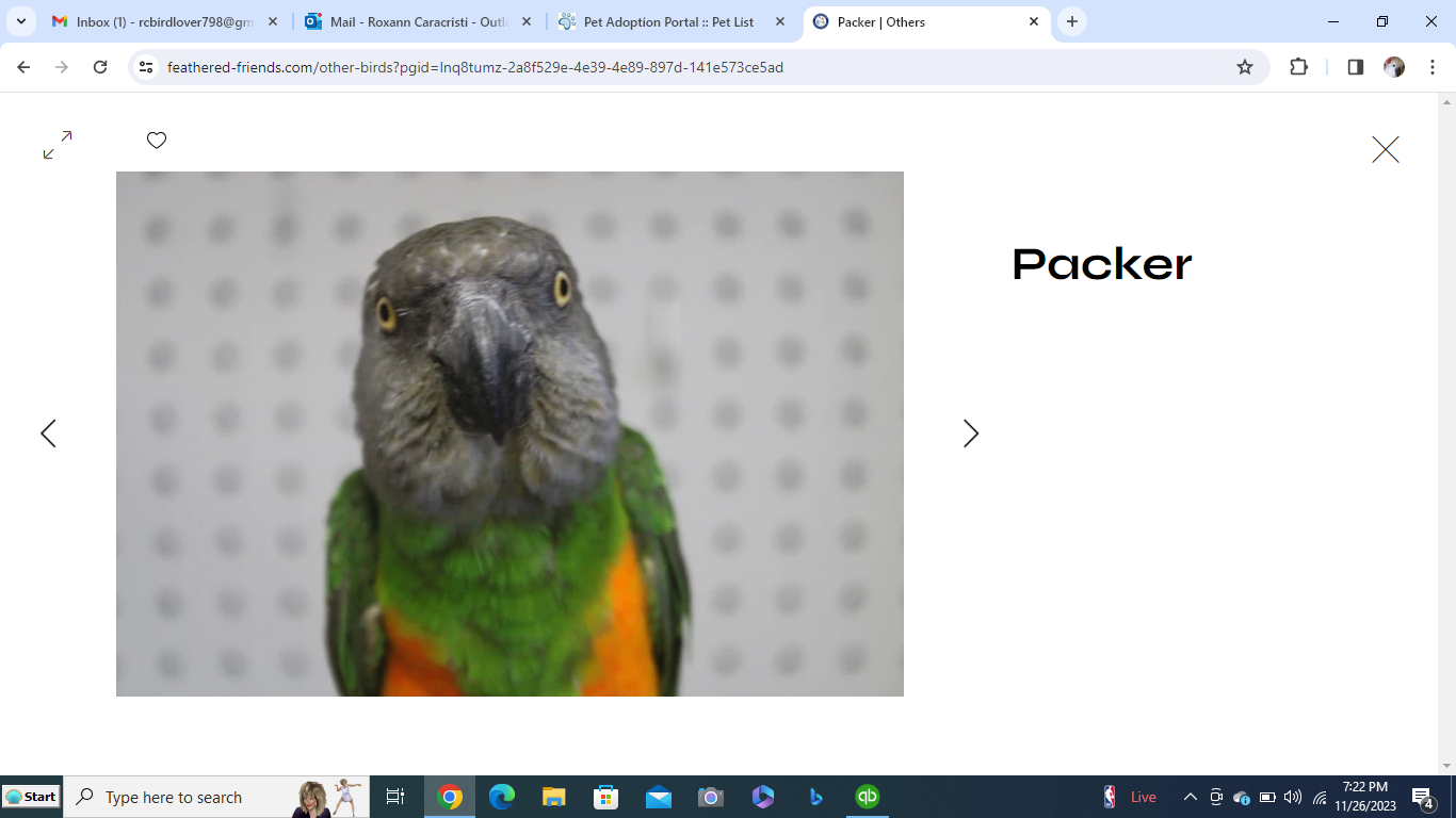 adoptable Bird in Edgerton, WI named Packer
