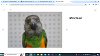 adoptable Bird in , WI named Packer
